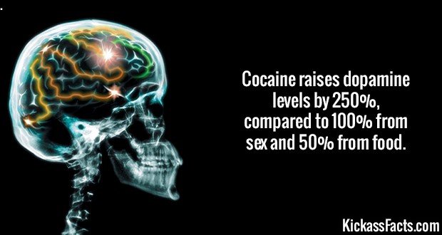2150-Dopamine-Levels.jpg