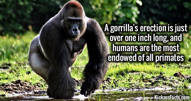 1263-Gorrilla.jpg