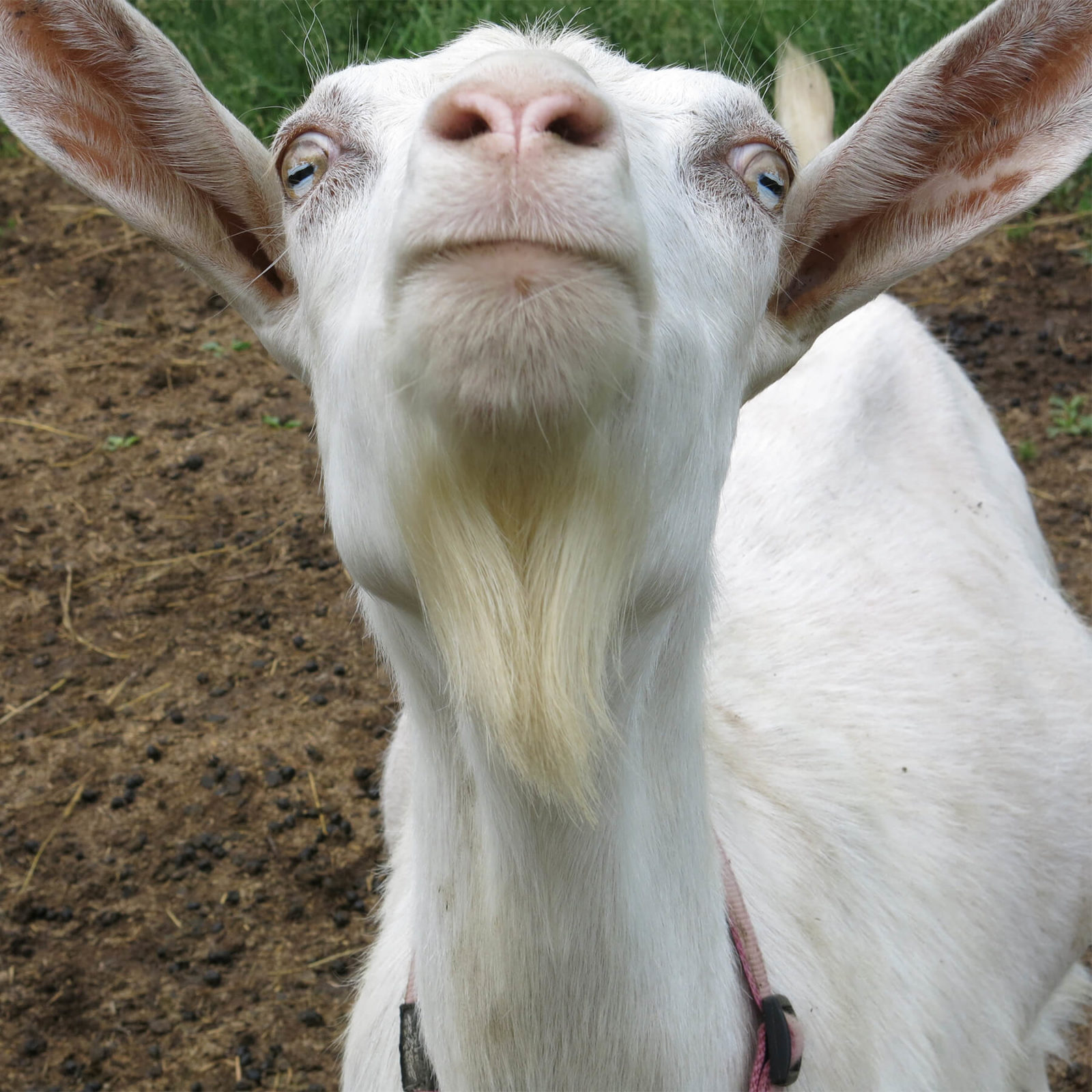GoatFace.jpg