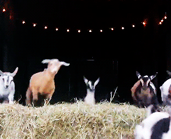 tumblr_n7dh9oInHN1r7yxrco1_250.gif