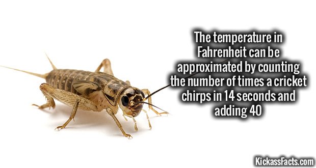 979-Cricket-Chirping.jpg