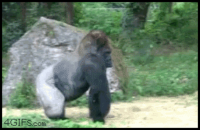 prjhyy48j7pm.gif