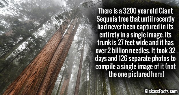 1030-The-President-Sequoia.jpg