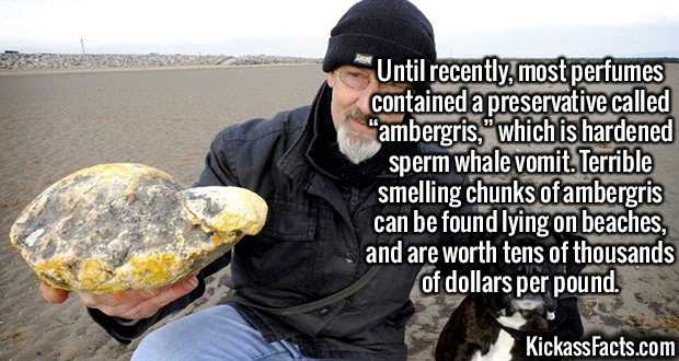 2147-Ambergris.jpg