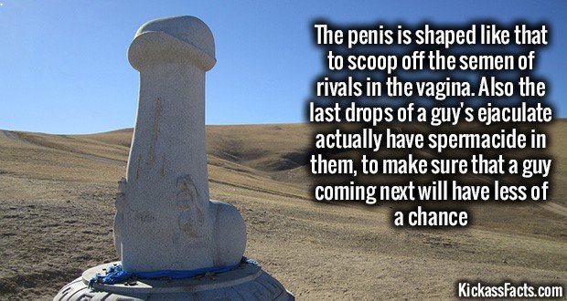 1038-Phallic.jpg
