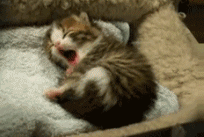 tumblr_m6frtsRbi71rwcc6bo1_250.gif