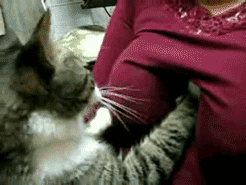 cats-tits-ass-3.gif