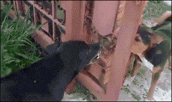7099a46c28abd561bfc68f5e6eb2382d.gif