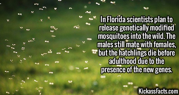 2640-Mosquitoes.jpg