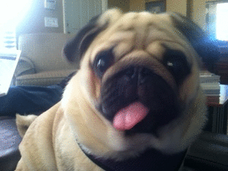 tumblr_m879crGm6Y1ry10fwo1_400.gif