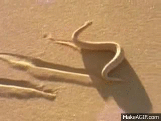 ZIEixo.gif
