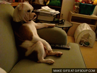 dogcough.gif