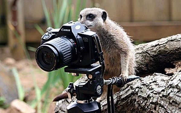 animals_and_cameras_07.jpg