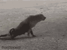 tenor.gif