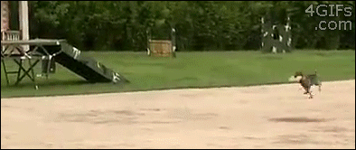 tumblr_ml8b326Wc61qdlh1io1_400.gif