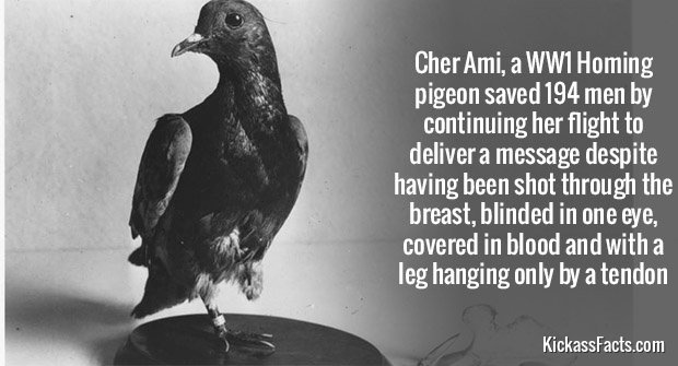 268Cher-Ami.jpg