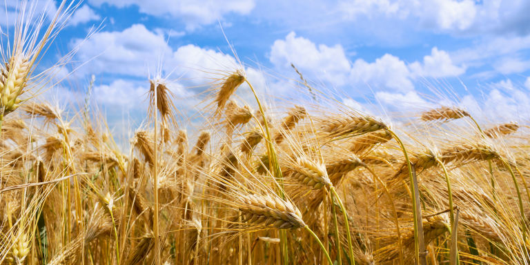 gallery-1478278359-barley1.jpg
