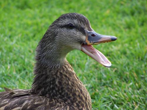 duck_17203.jpg