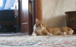 tumblr_mx2scsjpkh1s3j0n9o5_250.gif
