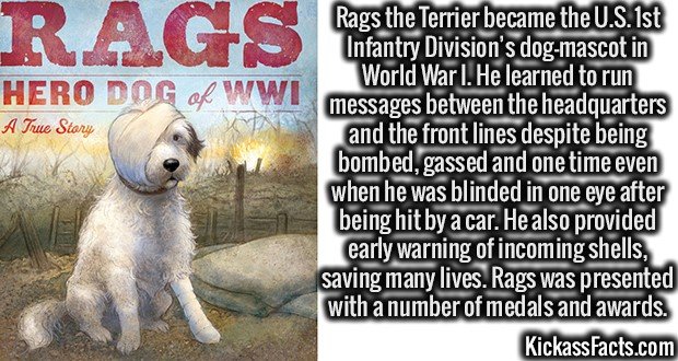 2034-Rags-the-Terrier.jpg