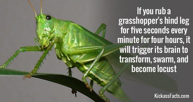 579Grasshopper.jpg