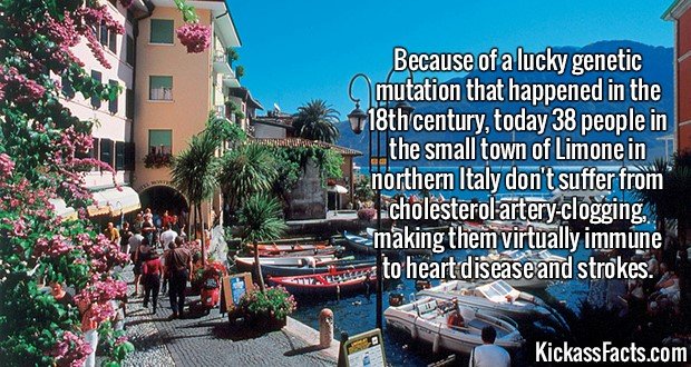 2610-Limone.jpg