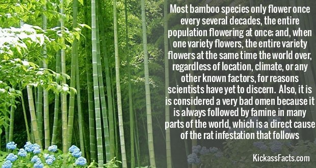 371Bamboos.jpg