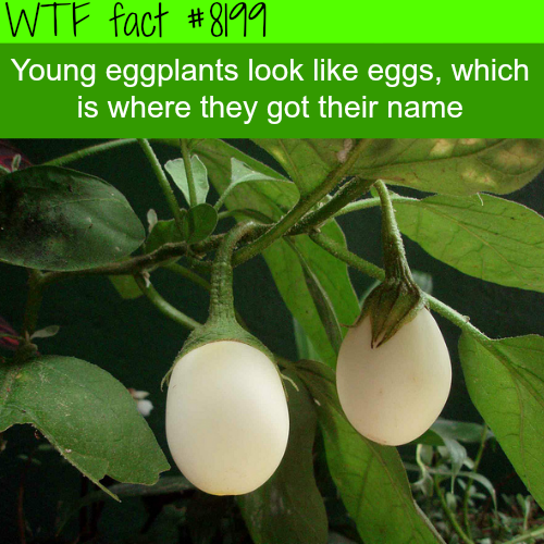 tumblr_p0gpwxf9DB1roqv59o1_500.png