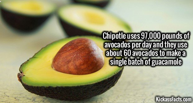 1330-Avocado.jpg
