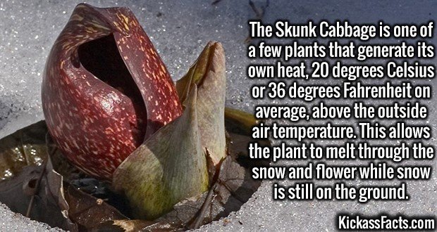 3040-Skunk-Cabbage.jpg