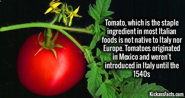 1082-Tomatoes.jpg