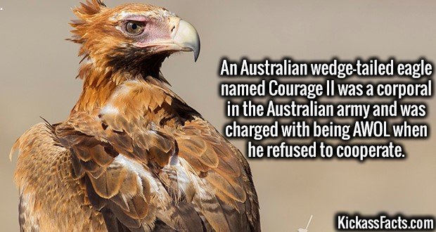 3490-Courage-II.jpg