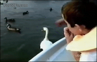 Swan-steals-cookie.gif