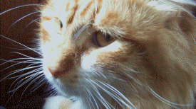 mwnlvxa8fuum.gif
