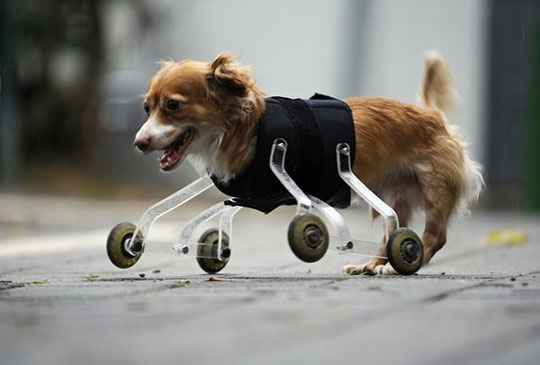 cute-crippled-dog-no-legs.jpg