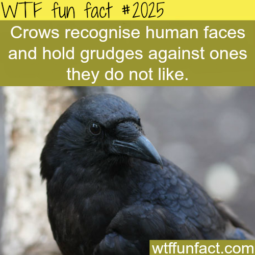 tumblr_mwf6igCHkD1roqv59o1_500.png