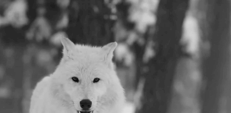 tumblr_moidu0fPcq1s90q44o1_500.gif