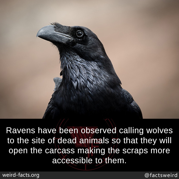 tumblr_p12aqjOKnx1szqwnwo1_1280.jpg