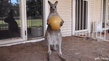 bw7hk8axa4ni.gif