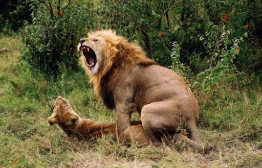 funny-lion-picture-3.jpg