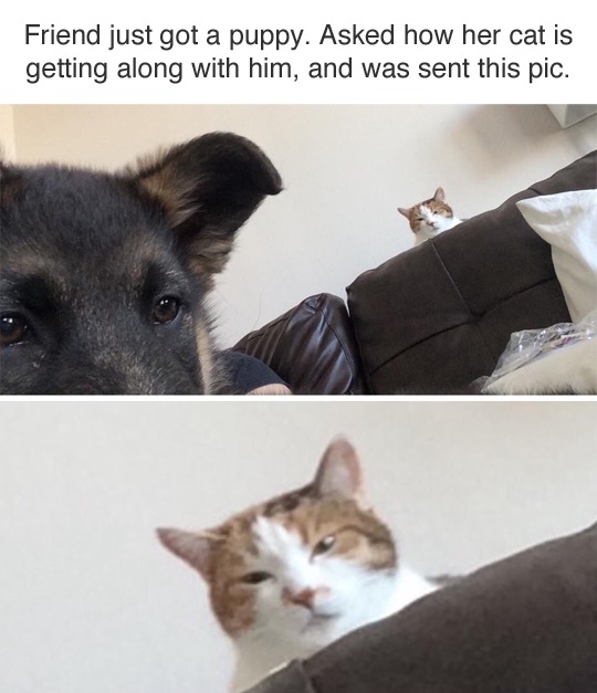 yjwbigrrf4ku.jpg