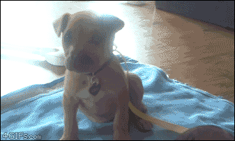 tumblr_nmm14dPdcZ1tlb56zo1_400.gif