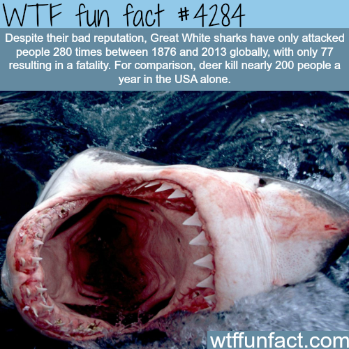 tumblr_nrk43nBi0r1roqv59o1_500.png