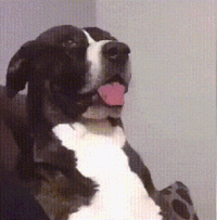 ecdf5qcrln7c.gif