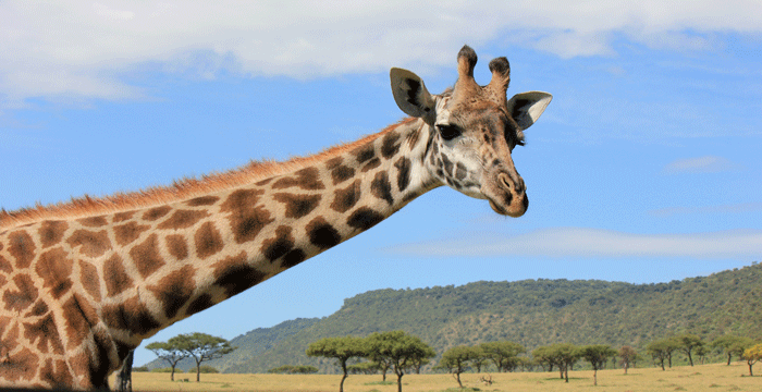 giraffe.png
