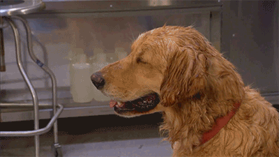 04dypq08wgyv.gif