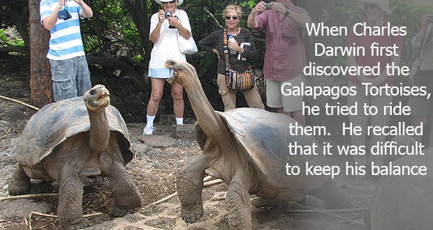 108Galapagos-Tortoises.jpg