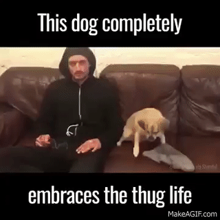 slgr8dwn75ql.gif