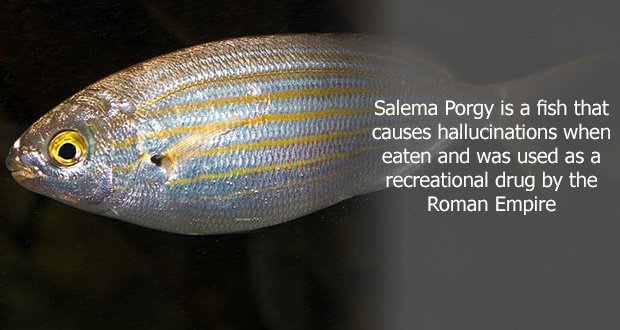 57SalemaPorgy.jpg