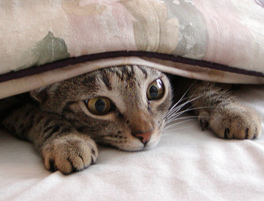 Hiding-Under-Covers.jpg